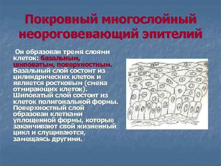 Покровный многослойный неороговевающий эпителий Он образован тремя слоями клеток: базальным, шиповатым, поверхностным. Базальный слой