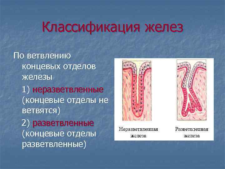 Железы классификация желез. Классификация желез по ветвлению концевых отделов. Классификация желез по форме концевого отдела. Неразветвленная железа. Классификация желез разветвленных.