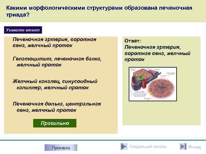 Какими морфологическими структурами образована печеночная триада? Укажите ответ Печеночная артерия, воротная вена, желчный проток