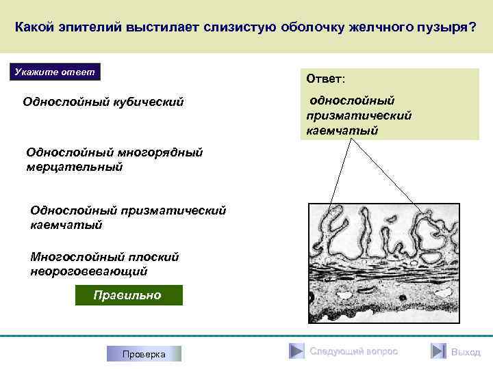 Какой эпителий выстилает слизистую оболочку желчного пузыря? Укажите ответ Ответ: Однослойный кубический однослойный призматический