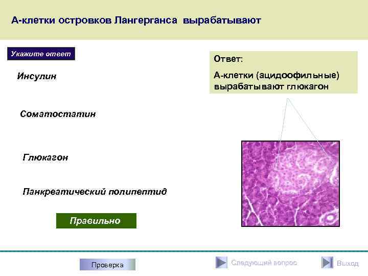 А-клетки островков Лангерганса вырабатывают Укажите ответ Ответ: А-клетки (ацидоофильные) вырабатывают глюкагон Инсулин Соматостатин Глюкагон