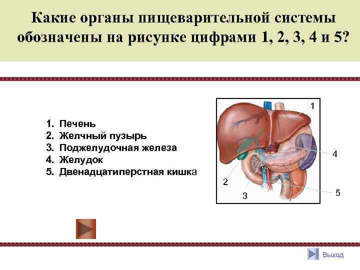 Назовите систему органов и отдел этой системы обозначенную на рисунке 1