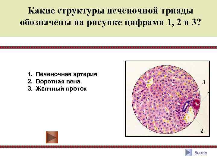 Печеночный тест