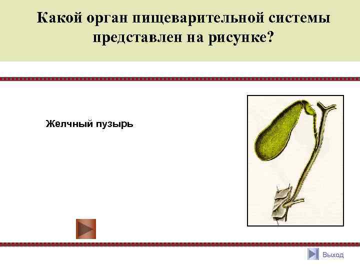 Какой орган пищеварительной системы представлен на рисунке? Желчный пузырь Выход 