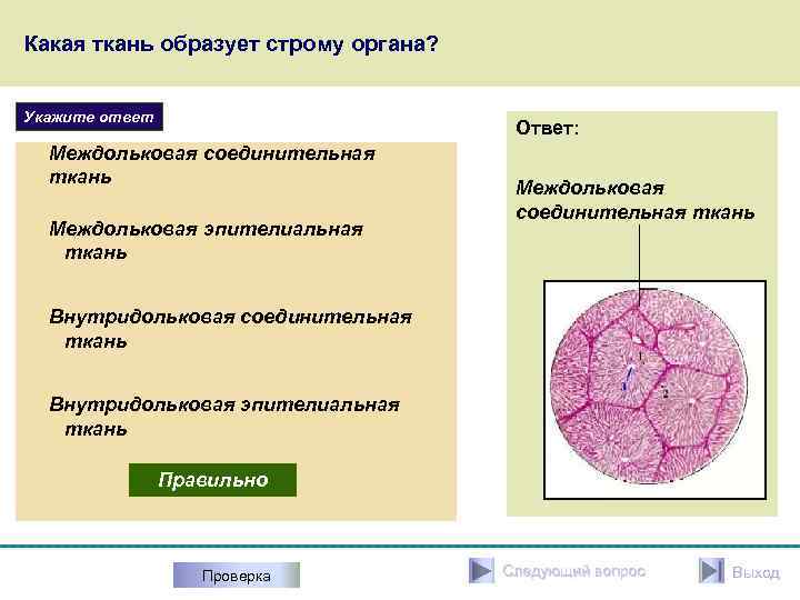 Какая ткань образует. Какие ткани образуют строму?. Ткань образующая строму паренхиматозных органов. Строма соединительной ткани. Строму паренхиматозных органов образует ткань.