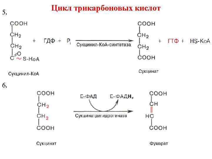 Обмен пировиноградной кислоты