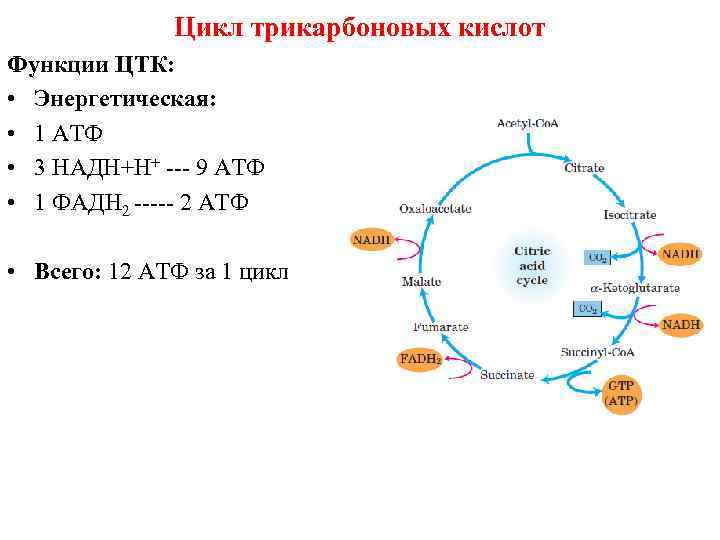 В цикле кребса образуется атф. Цикл трикарбоновых кислот цикл Кребса АТФ. Цикл трикарбоновых кислот цикл Кребса. Цикл трикарбоновых кислот ЦТК биохимия. Цикл Кребса выход АТФ.