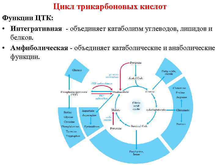 Функция цикла. Анаболические функции цикла трикарбоновых кислот. Биологическая роль цикла трикарбоновых кислот. Функции цикла трикарбоновых кислот. Анаболическая роль цикла трикарбоновых кислот.