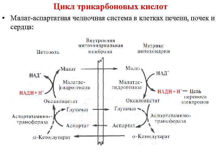Цикл трикарбоновых кислот • Малат-аспартатная челночная система в клетках печени, почек и сердца: 