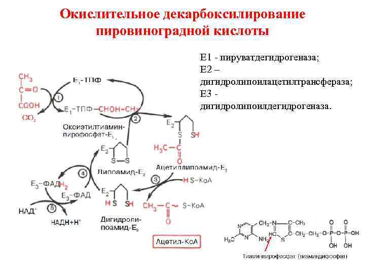 Схема окислительного декарбоксилирования