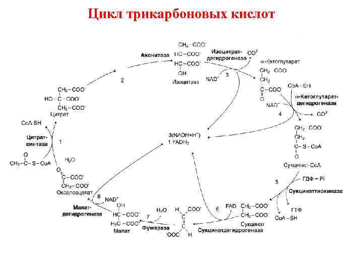 Цикл трикарбоновых кислот 