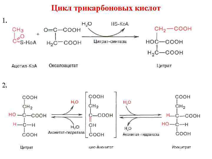 Реакция образования пировиноградной кислоты