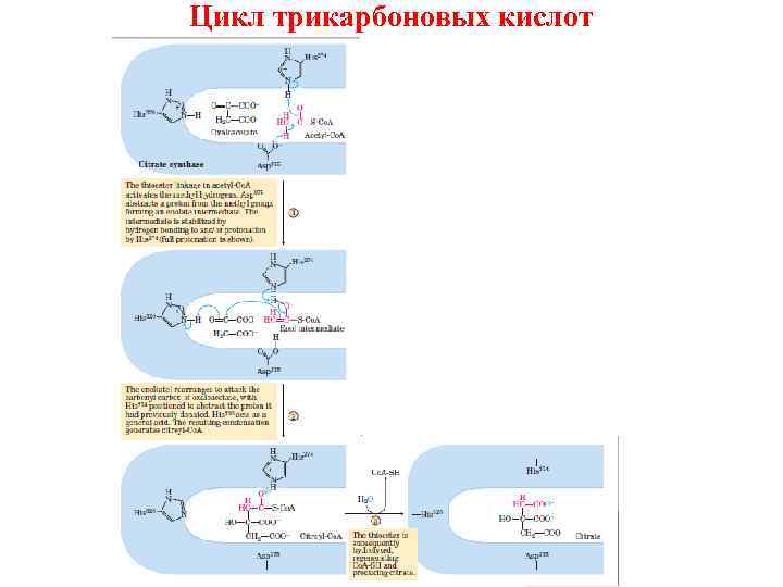Цикл трикарбоновых кислот 