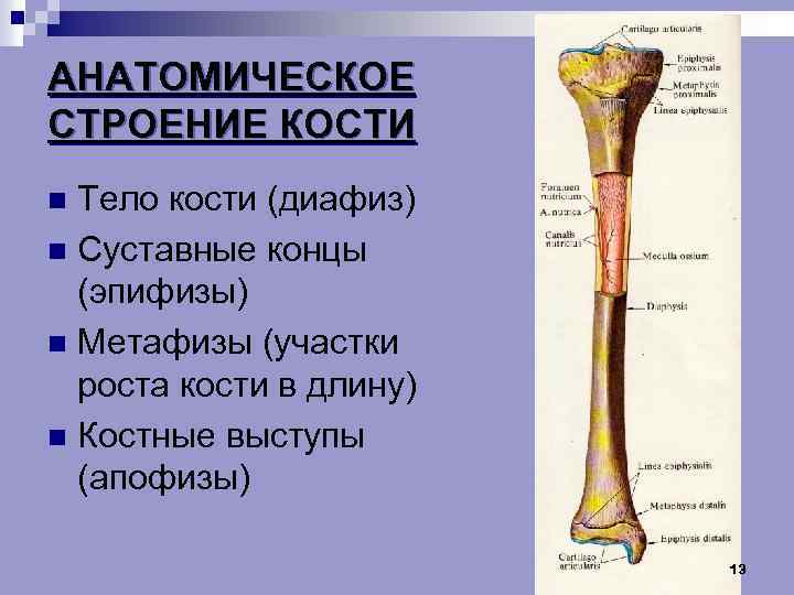 Диафиз бедренной кости фото