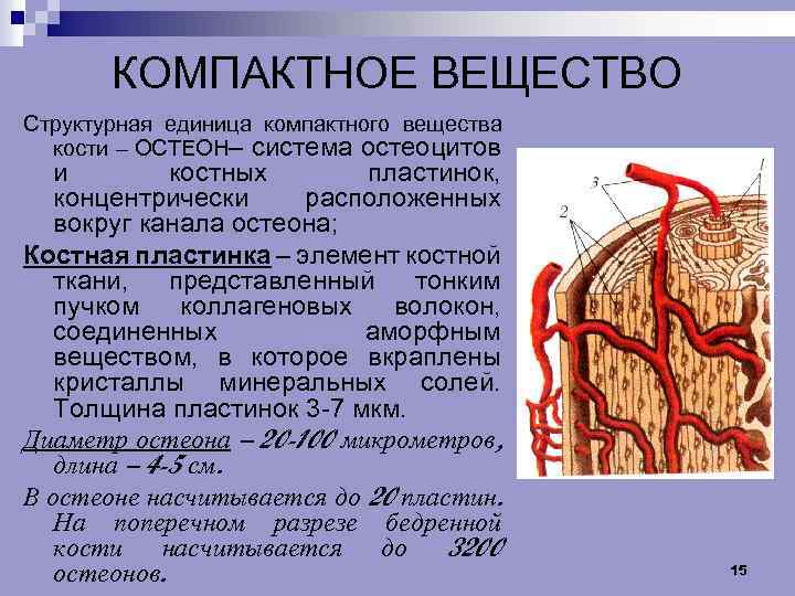 Структурная единица вещества. Компактное вещество. Структурная единица компактного вещества кости. Структурно-функциональная единица костной ткани. Структурно-функциональная единица кости Остеон.