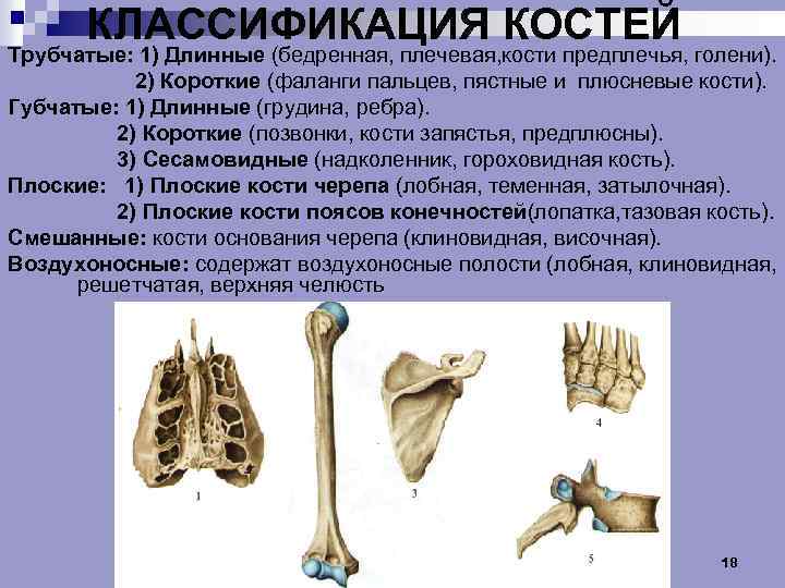 Лопатки парные кости. Трубчатые кости лучезапястного сустава. Фаланги пальцев трубчатые кости. Классификация костей трубчатые губчатые плоские и смешанные кости. 1.Классификация костей..