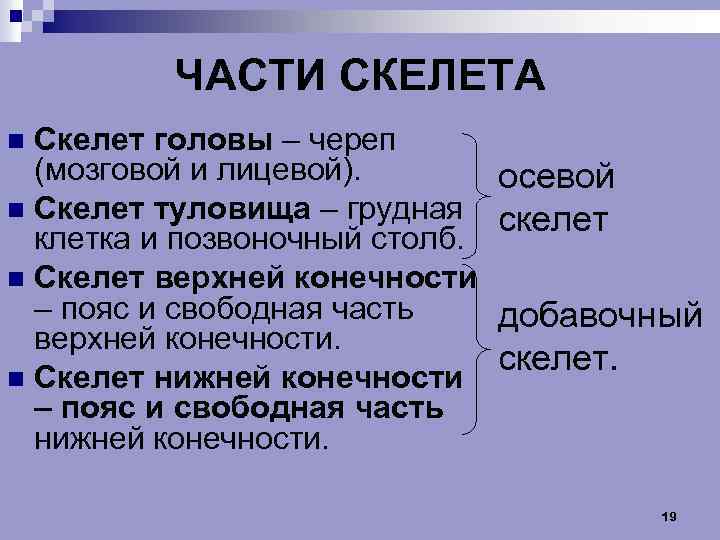 ЧАСТИ СКЕЛЕТА Скелет головы – череп (мозговой и лицевой). n Скелет туловища – грудная