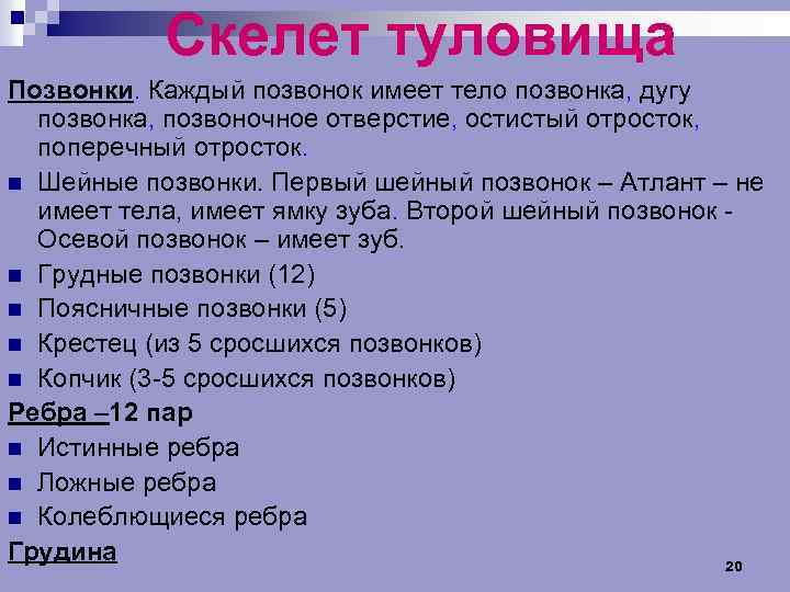 Скелет туловища Позвонки. Каждый позвонок имеет тело позвонка, дугу позвонка, позвоночное отверстие, остистый отросток,