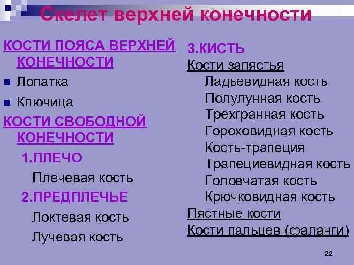 Скелет верхней конечности КОСТИ ПОЯСА ВЕРХНЕЙ КОНЕЧНОСТИ n Лопатка n Ключица КОСТИ СВОБОДНОЙ КОНЕЧНОСТИ