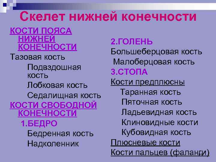 Скелет нижней конечности КОСТИ ПОЯСА НИЖНЕЙ КОНЕЧНОСТИ Тазовая кость ¨ Подвздошная кость ¨ Лобковая