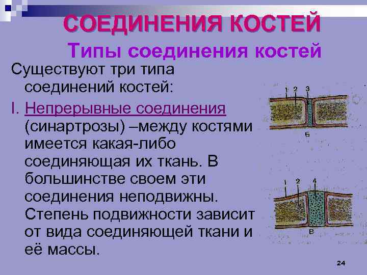 СОЕДИНЕНИЯ КОСТЕЙ Типы соединения костей Существуют три типа соединений костей: I. Непрерывные соединения (синартрозы)
