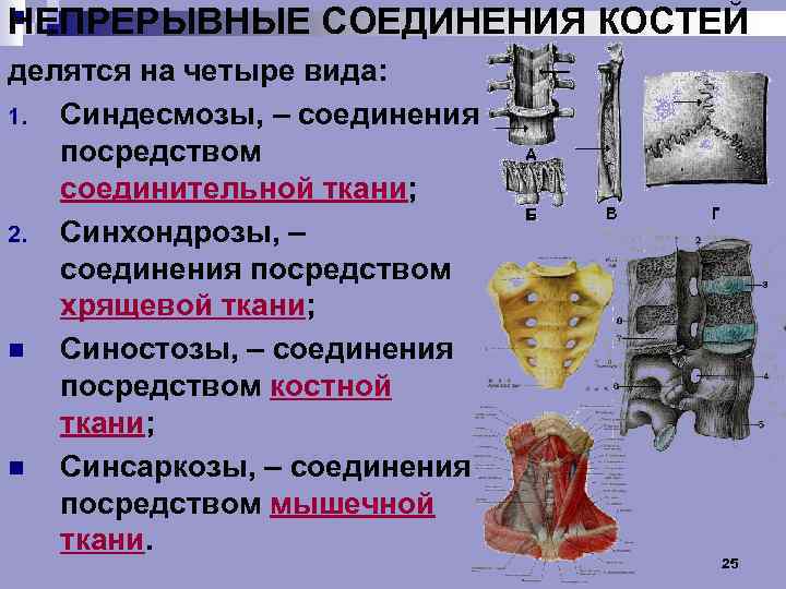 НЕПРЕРЫВНЫЕ СОЕДИНЕНИЯ КОСТЕЙ делятся на четыре вида: 1. Синдесмозы, – соединения посредством соединительной ткани;