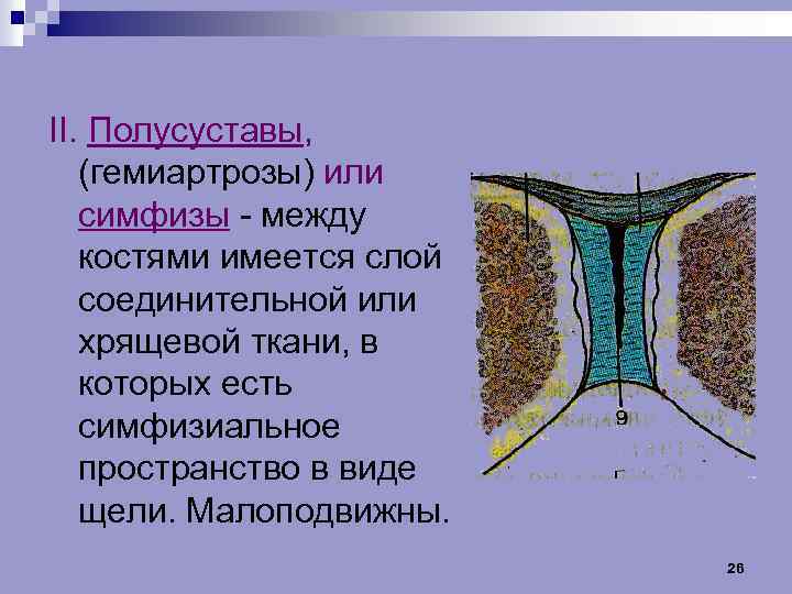 Симфиз это в анатомии. Полусуставы симфизы. Гемиартрозы соединение костей. Гемиартрозы симфизы. Полусуставы строение.