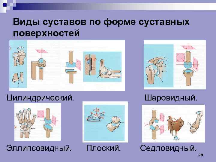 Виды суставов по форме суставных поверхностей Цилиндрический. Эллипсовидный. Шаровидный. Плоский. Седловидный. 29 