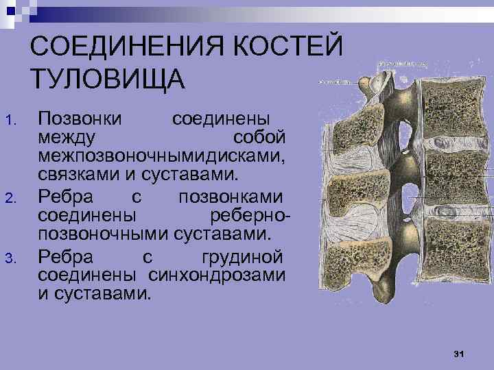 Кости позвоночника соединены