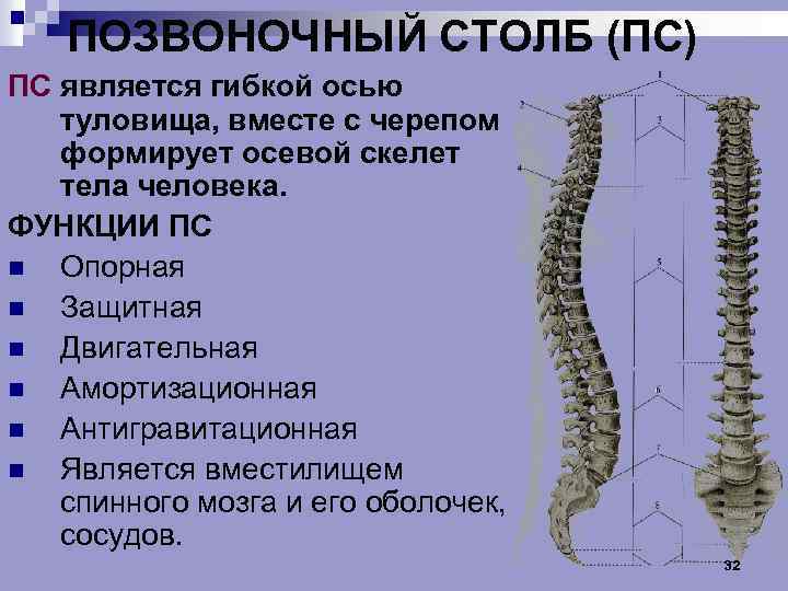 Развитие позвоночного столба