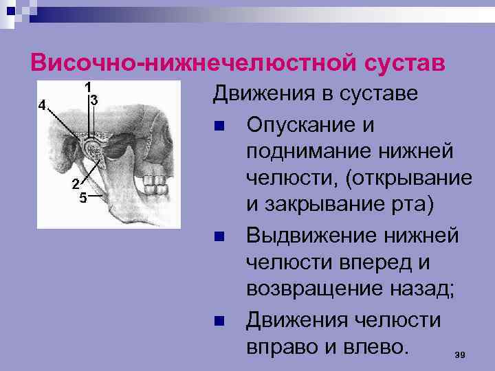 Височно-нижнечелюстной сустав Движения в суставе n Опускание и поднимание нижней челюсти, (открывание и закрывание
