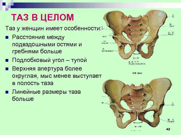 Верхняя подвздошная кость. Подвздошная кость таза анатомия. Подвздошная кость женский таз кости. Лонная кость строение таза. Тазовые кости человека анатомия.