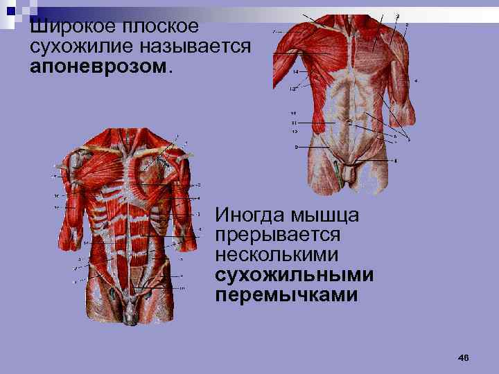 Широкое плоское сухожилие называется апоневрозом. Иногда мышца прерывается несколькими сухожильными перемычками 46 
