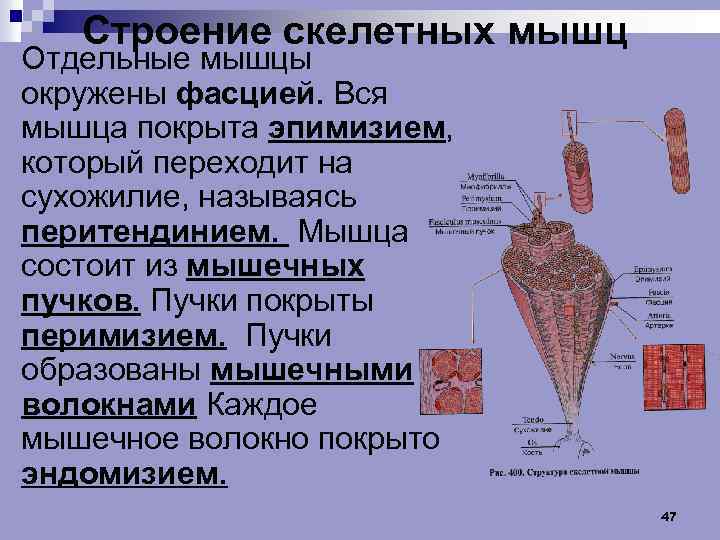 Строение скелетной мышцы