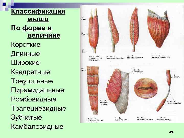 Классификация мышц