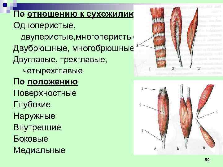 По отношению к сухожилию Одноперистые, двуперистые, многоперистые Двубрюшные, многобрюшные Двуглавые, трехглавые, четырехглавые По положению