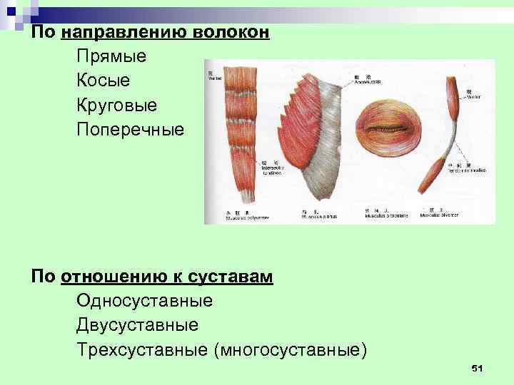 По направлению волокон Прямые Косые Круговые Поперечные По отношению к суставам Односуставные Двусуставные Трехсуставные