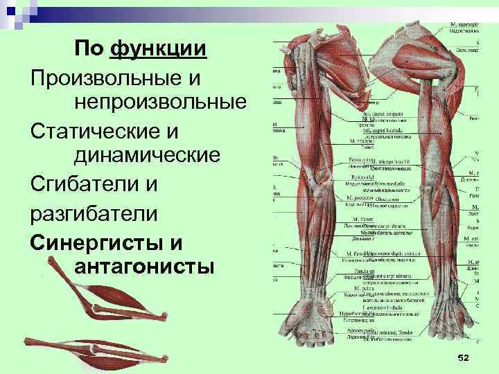 Опорно двигательный аппарат картинки