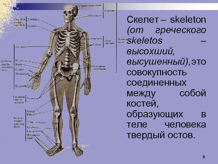Скелет – skeleton (от греческого skeletos – высохший, высушенный), это совокупность соединенных между собой