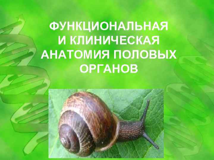 ФУНКЦИОНАЛЬНАЯ И КЛИНИЧЕСКАЯ АНАТОМИЯ ПОЛОВЫХ ОРГАНОВ 