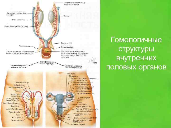 Гомологичные структуры внутренних половых органов 
