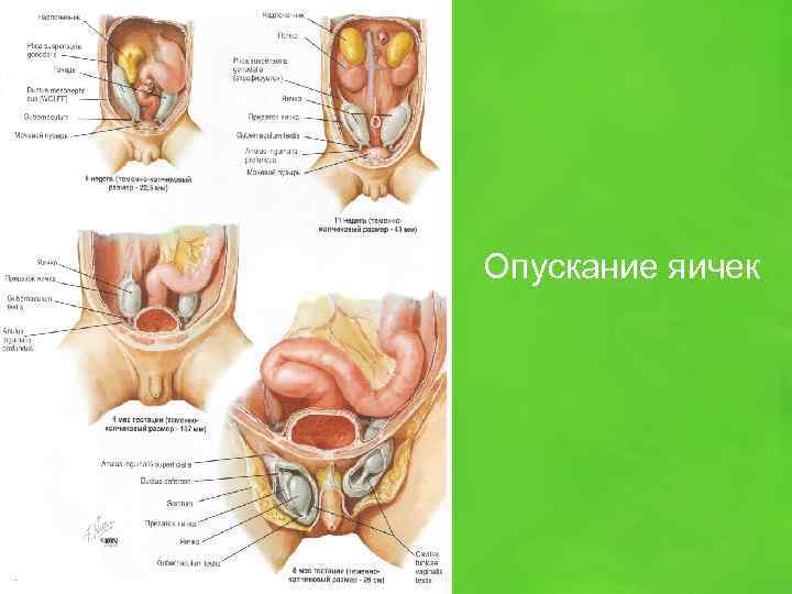 Опускание яичек 