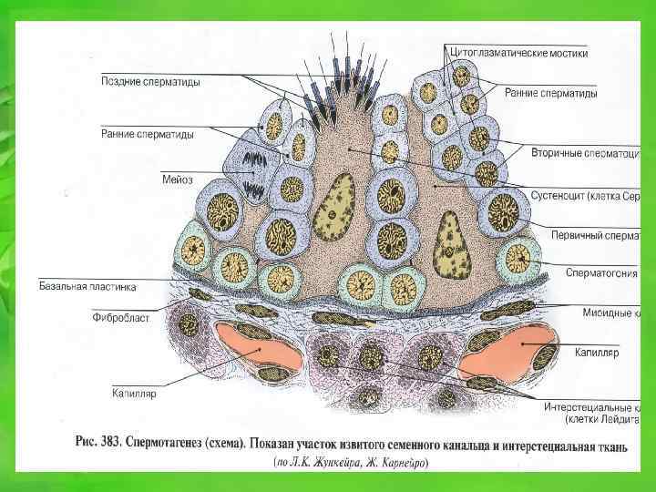 Наружные половые органы картинка