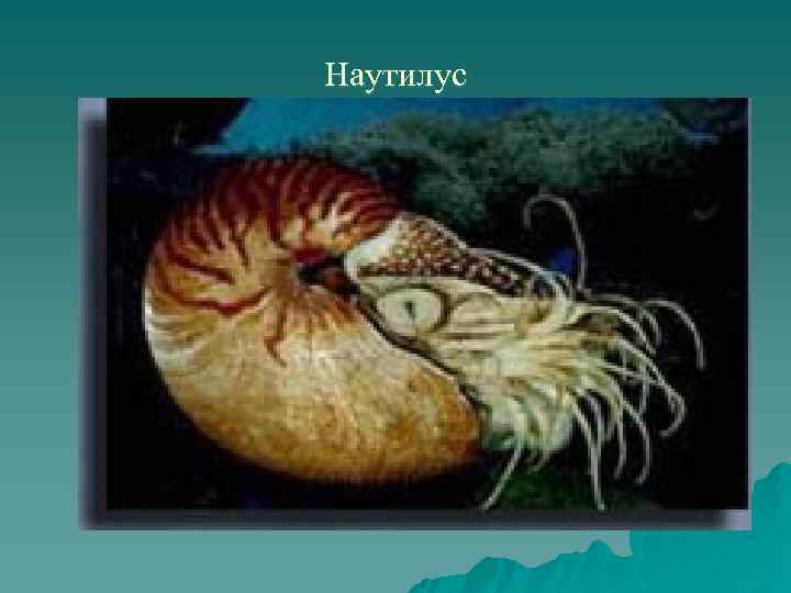 Наутилус 