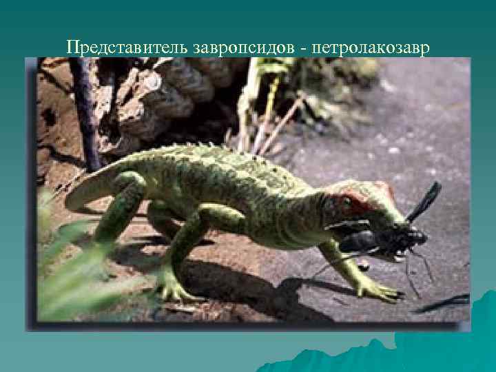 Представитель завропсидов - петролакозавр 