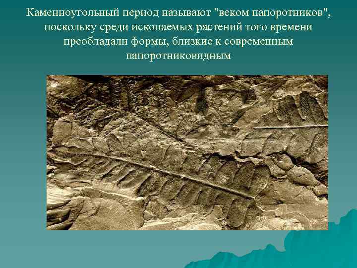 Каменноугольный период называют 