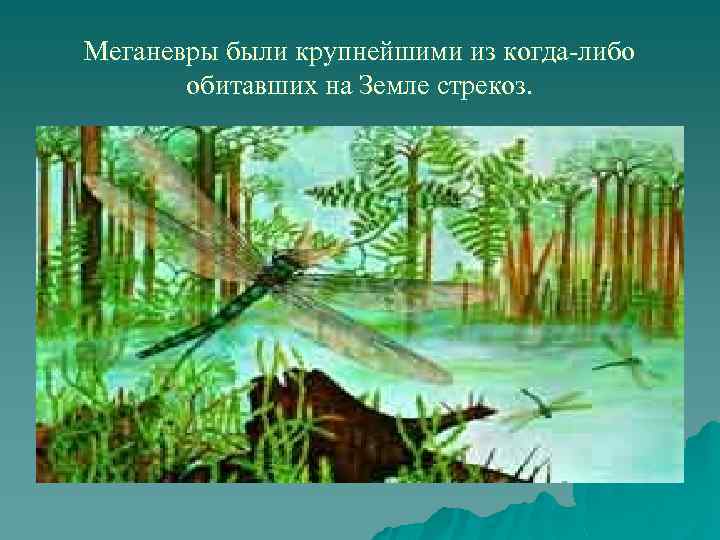 Меганевры были крупнейшими из когда-либо обитавших на Земле стрекоз. 