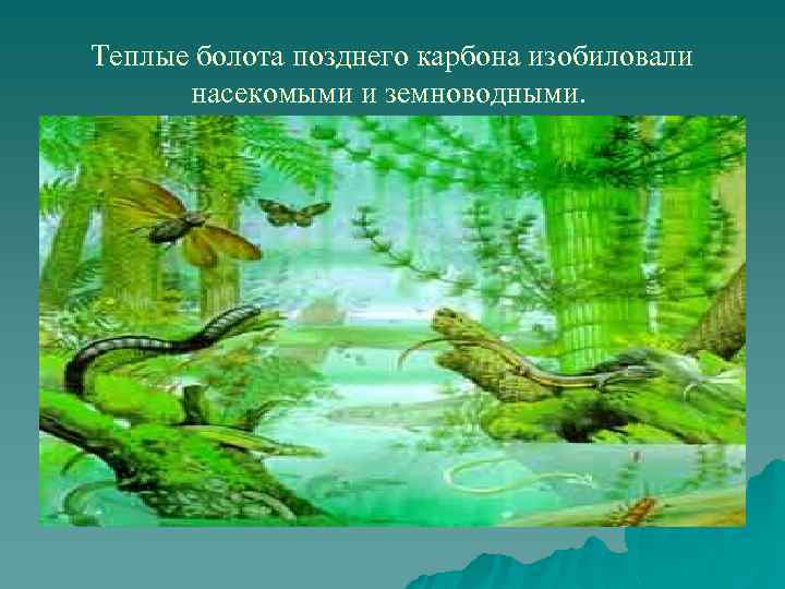 Теплые болота позднего карбона изобиловали насекомыми и земноводными. 
