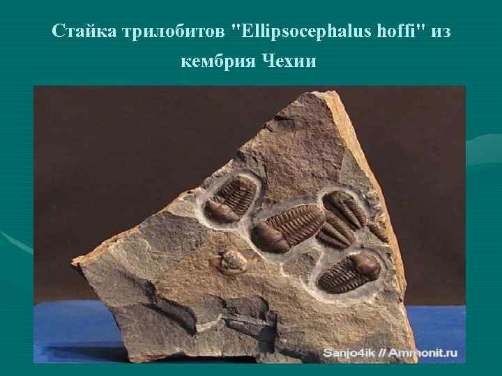 Стайка трилобитов "Ellipsocephalus hoffi" из кембрия Чехии 