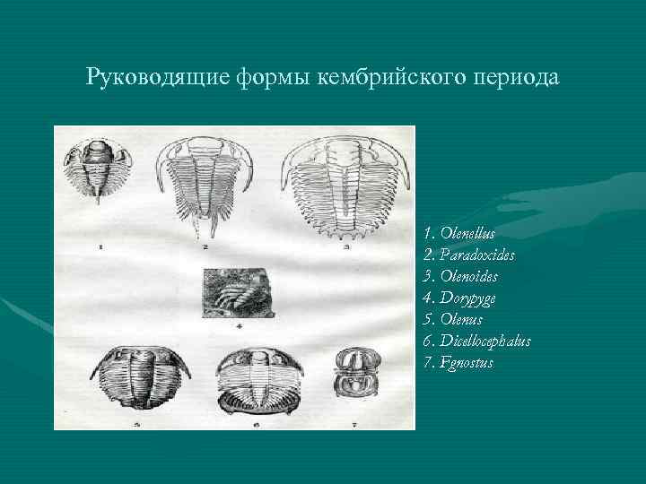 Руководящие формы кембрийского периода 1. Olenellus 2. Paradoxides 3. Olenoides 4. Dorypyge 5. Olenus